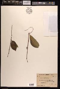 Ficus virgata image