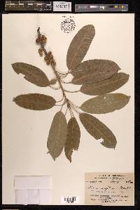 Ficus virens image