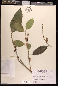 Ficus virgata image