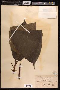 Ficus ruficaulis image