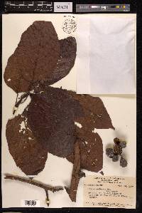 Ficus variegata image