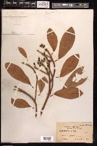 Ficus pedunculosa image