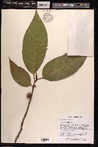 Ficus septica image