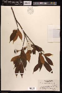 Ficus pyriformis image