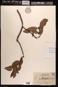 Ficus nervosa image