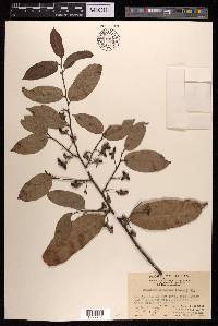 Malaisia scandens image