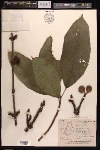 Ficus hispida image