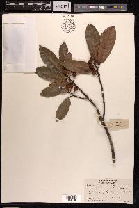 Ficus nervosa image