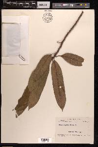 Ficus septica image