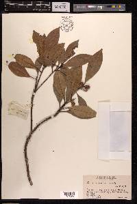 Ficus variolosa image