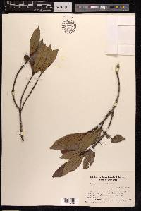 Ficus variolosa image