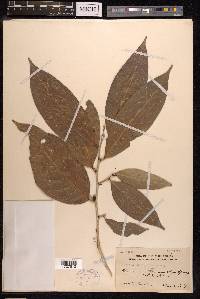 Ficus virgata image