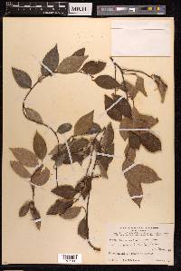 Ficus sarmentosa image