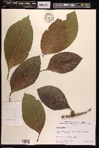 Ficus septica image