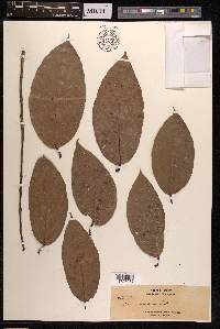 Ficus sagittata image