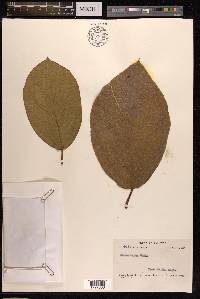 Ficus hirta image