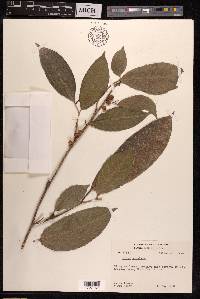 Ficus subulata image