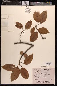 Ficus virens image