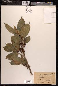 Ficus subulata image