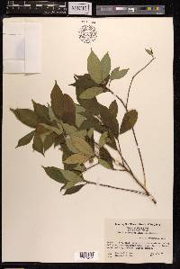 Ficus pandurata image