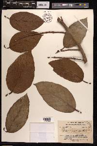 Ficus sagittata image