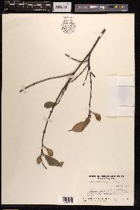 Ficus pyriformis image