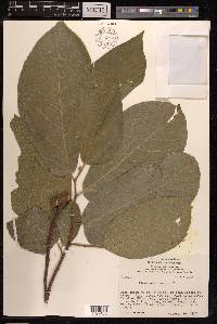 Ficus melinocarpa image