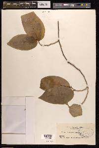 Ficus tinctoria image