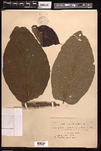 Ficus ruficaulis image