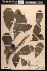 Ficus hispida image