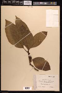 Ficus septica image