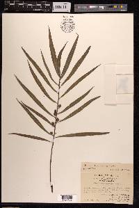 Ficus stenophylla image