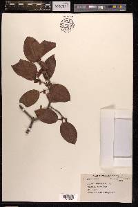 Ficus virens image