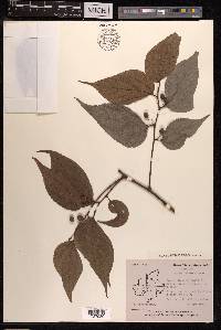 Celtis tetrandra image