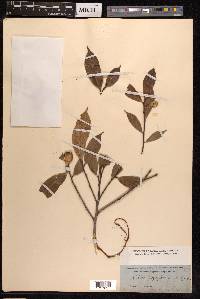 Ficus pyriformis image