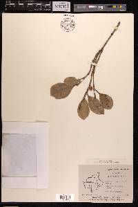 Ficus microcarpa image