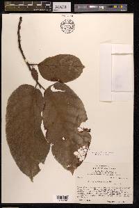 Ficus melinocarpa image