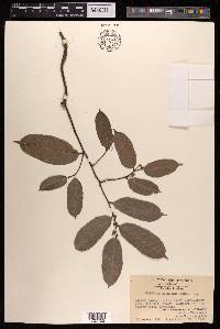 Malaisia scandens image