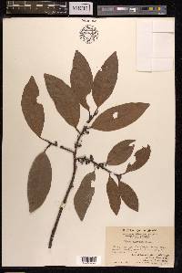 Ficus nervosa image