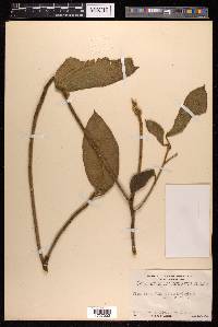 Ficus hirta image