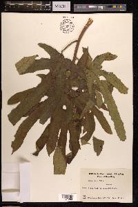 Ficus hirta image