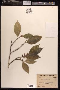 Ficus kingiana image