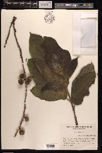Ficus hispida image
