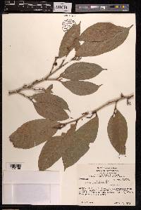 Ficus subulata image
