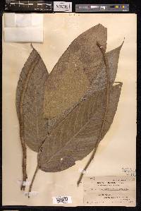 Gironniera celtidifolia image