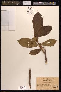 Ficus hirta image