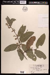 Malaisia scandens image