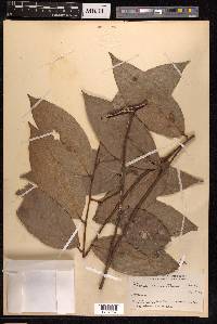 Ficus sagittata image