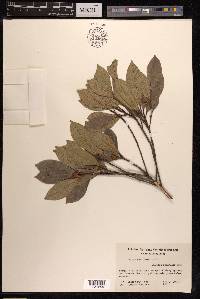 Ficus variolosa image