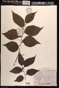 Celtis tetrandra image